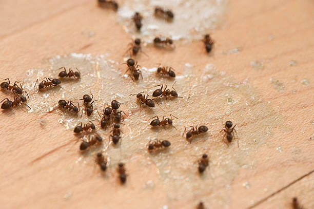 Best Ant Control Services  in Rancho Alegre, TX